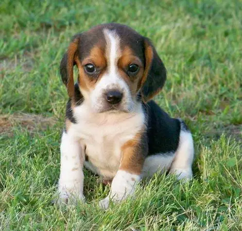 Miniature Beagle Puppies for sale